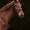 Nalanta Bitless Bridle Black - Fittings: Silver - Image 12