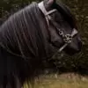 Bitloos Hoofdstel shetlander
